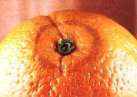 While considered undesirable by many American consumers, most thrips damage to fruit such as the dark ring around this navel orange is merely cosmetic.